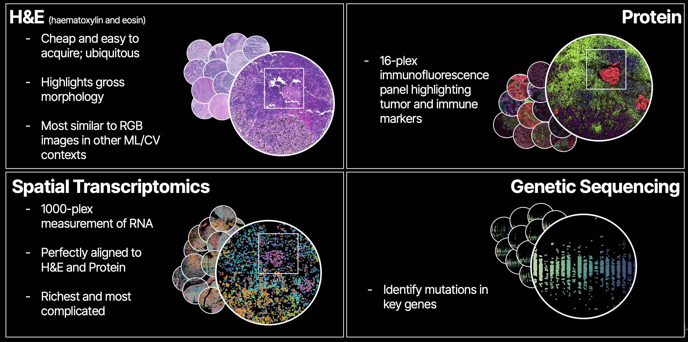Overview of data modalities at Noetik, including H&E imaging, protein immunofluorescent imaging, spatial transcriptomics, and whole exome sequencing